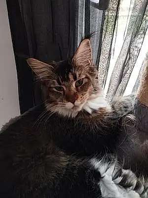 Nom Maine Coon Chat Aria
