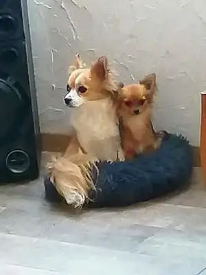 Nom Chihuahua Chien Lover