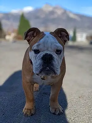 Nom Bulldog Chien Brutus