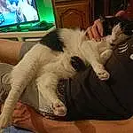 Chat, Comfort, Gesture, Felidae, Lap, Carnivore, Television, Cabinetry, Small To Medium-sized Cats, Thigh, Moustaches, Chien de compagnie, Foot, Human Leg, Home Appliance, Television Set, Elbow, Poil, Gadget, Couch