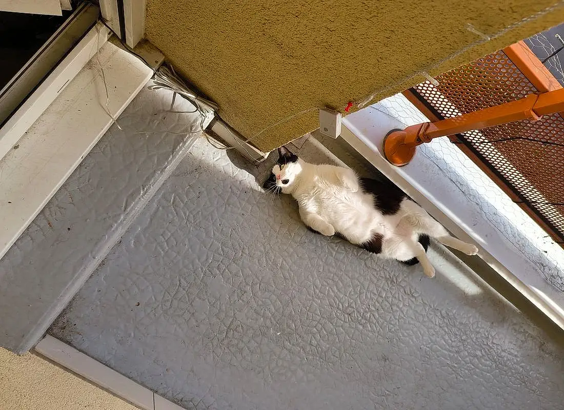 Chat, Bois, Felidae, Carnivore, Faon, Small To Medium-sized Cats, Hardwood, Moustaches, Queue, Plywood, Metal, Rectangle, Roof, Domestic Short-haired Cat, Handrail, Ceiling, Poil, Room