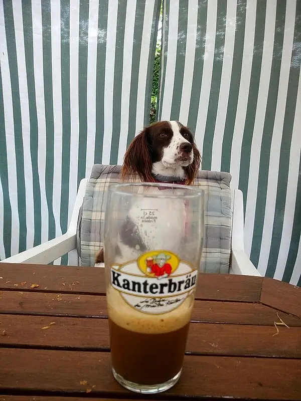 Chien, Beer, Carnivore, Alcoholic Beverage, Barware, Drinkware, Drink, Glass Bottle, Chien de compagnie, Beer Glass, Pint Glass, Dog Supply, Lager, Wheat Beer, Alcohol, Pint, Bois, Distilled Beverage, Root Beer, Ale