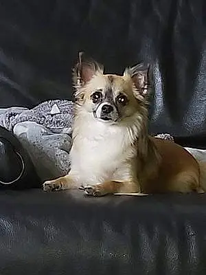 Nom Chihuahua Chien Goliath
