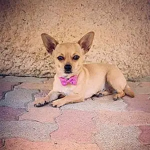 Nom Chihuahua Chien Mayka