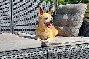 Chihuahua Chien Roxy