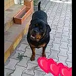 Chien, Plante, Houseplant, Race de chien, Flowerpot, Carnivore, Chien de compagnie, Pet Supply, Museau, Road Surface, Working Animal, Rectangle, Collar, Dog Supply, Canidae, Fashion Accessory, Working Dog, Queue