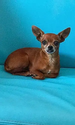 Nom Chihuahua Chien Izi