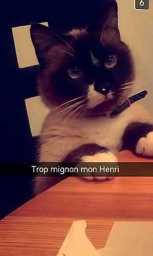 Nom Chat Henri